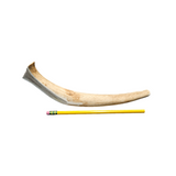 Medium Partial Split Antler Dog Chew - K9 Comfort Downtown 
