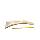 Medium Partial Split Antler Dog Chew - K9 Comfort Downtown 