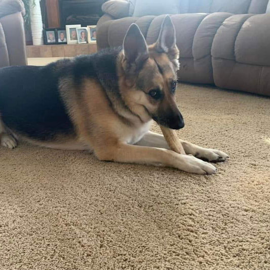 2XL Partial Split Antler Dog Chew - K9 Comfort Downtown 