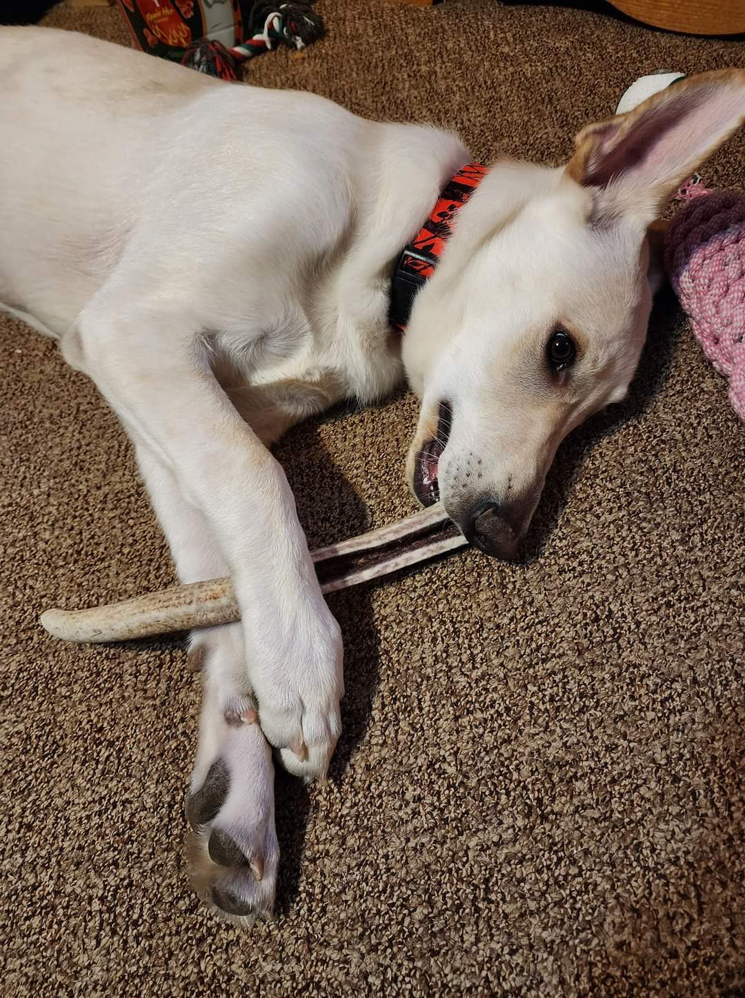 3XL Partial Split Antler Dog Chew - K9 Comfort Downtown 