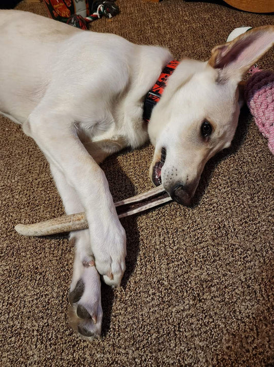 3XL Partial Split Antler Dog Chew - K9 Comfort Downtown 