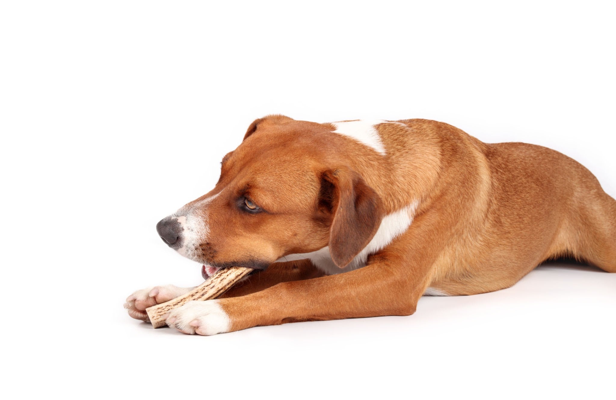 Large Split Antler Dog Chew - K9 Comfort Downtown 