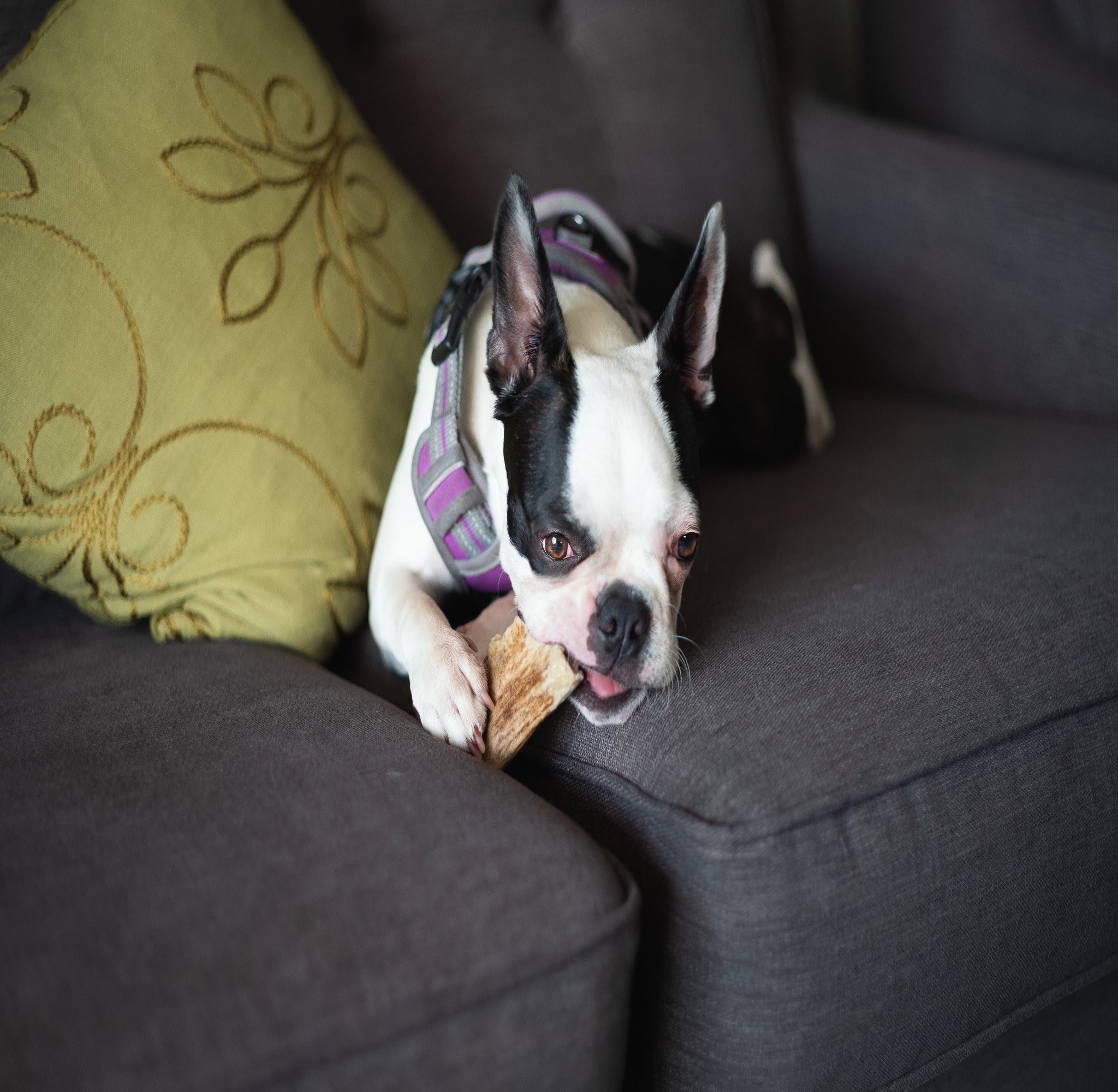 Small Partial Split Antler Dog Chew - K9 Comfort Downtown 