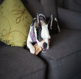 Small Partial Split Antler Dog Chew - K9 Comfort Downtown 