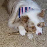 XL Partial Split Antler Dog Chew - K9 Comfort Downtown 