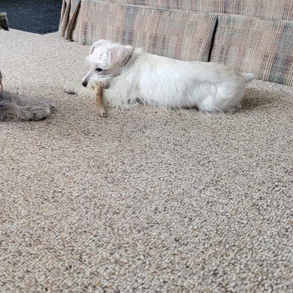 XS Partial Split Antler Dog Chew - K9 Comfort Downtown 