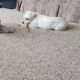 XS Partial Split Antler Dog Chew - K9 Comfort Downtown 
