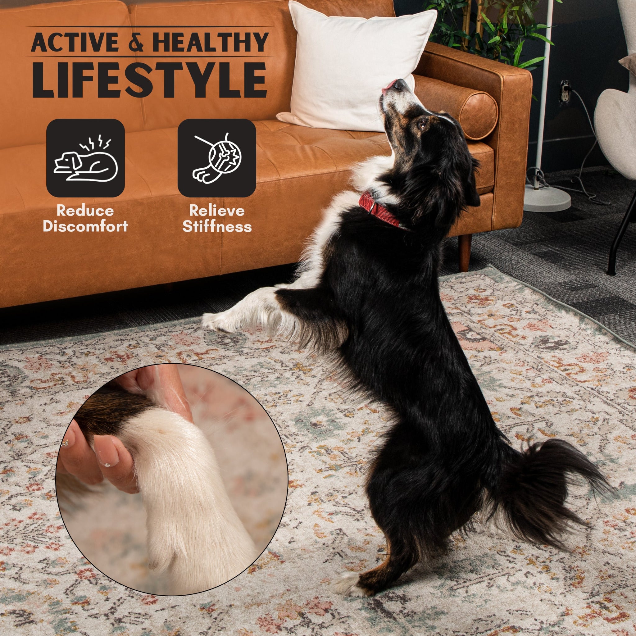 Hip & Joint Health - 2 PACK! - K9 Comfort Downtown 