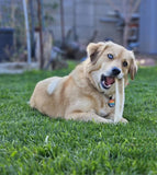 Medium Partial Split Antler Dog Chew - K9 Comfort Downtown 