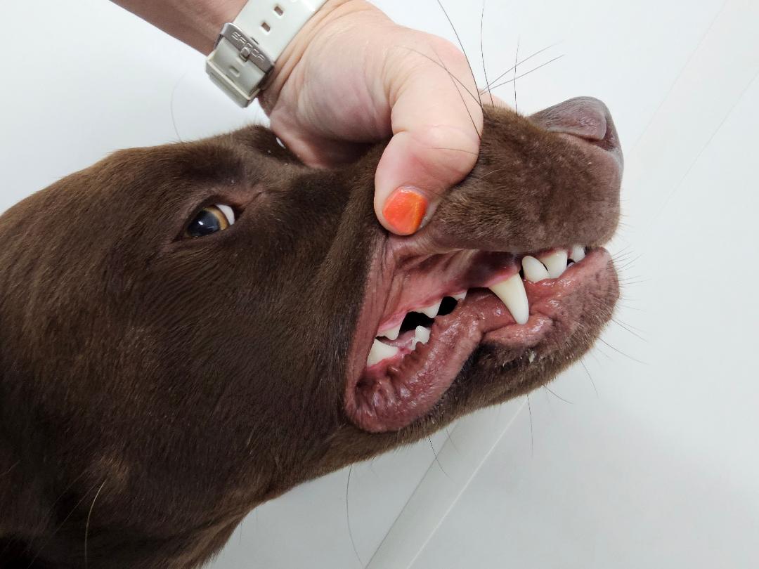 Small Partial Split Antler Dog Chew - K9 Comfort Downtown 
