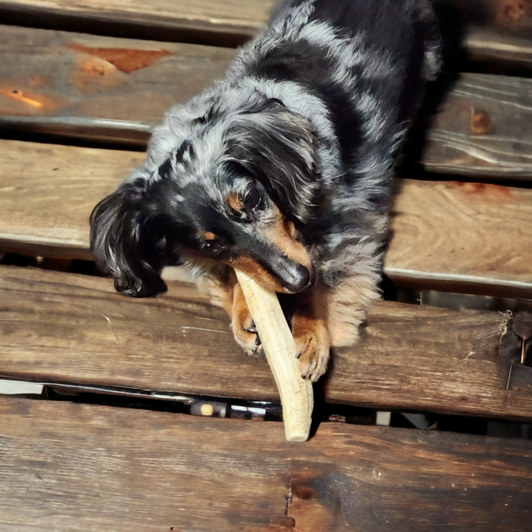 Small Partial Split Antler Dog Chew - K9 Comfort Downtown 