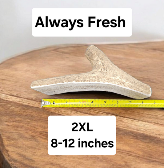 2XL Partial Split Antler Dog Chew